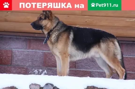 Потерянные животные , фото: Пропала собака 