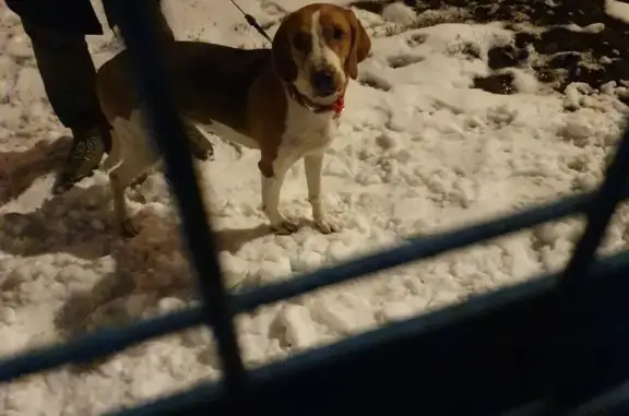 Найдена собака на Чертановской, Русская пеглая гончая