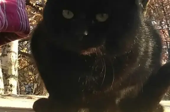 Кошки потеряшки, Ярославль, фото: Потеряшка черный кот в пос. Козьмодемьянск, Ярославская обл.