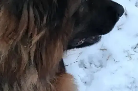 Найдена собака Немецкая овчарка в Балашихе