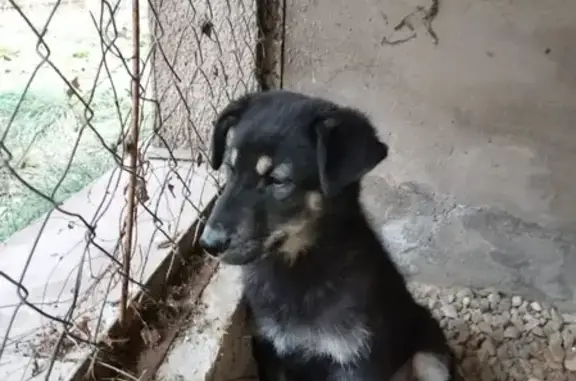 Найдена щенок в Одинцовском районе, ищет дом.