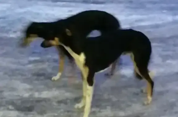 Найдены 2 борзые собаки в Тамале, Пензенская область