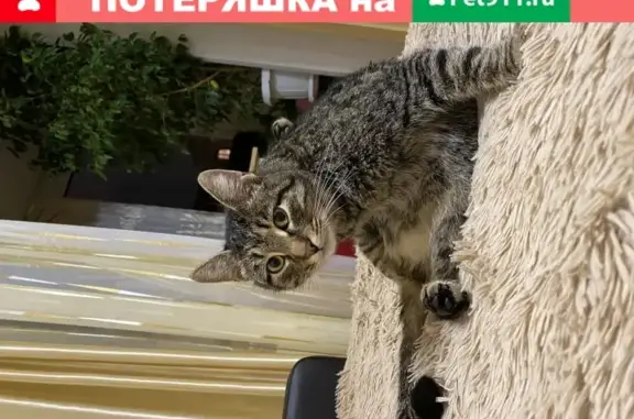 Найдена домашняя кошка на ул. Адмирала Макарова