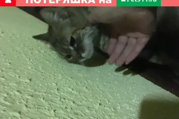 Найдена серая кошка на ул. Академика Королёва, Москва
