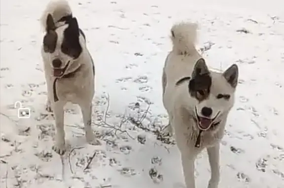 Найдены собаки в Добровском лесу, ищем хозяев