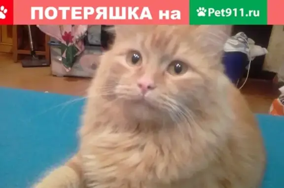 Пропала кошка в Верхней Пышме, Россия