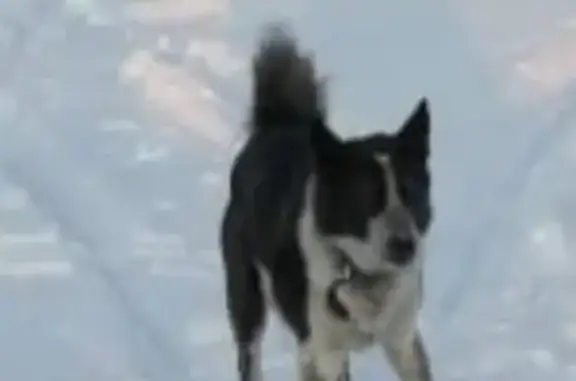 Собаки потеряшки, Ноябрьск, фото: Потеряшка собака Босс в Ноябрьске, ЯНАО, Россия