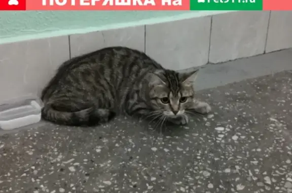 Кошка найдена за мусоропроводом на Ореховом бульваре, 31