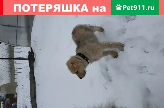 Найден щенок в Спасске Рязанском, ищем хозяина