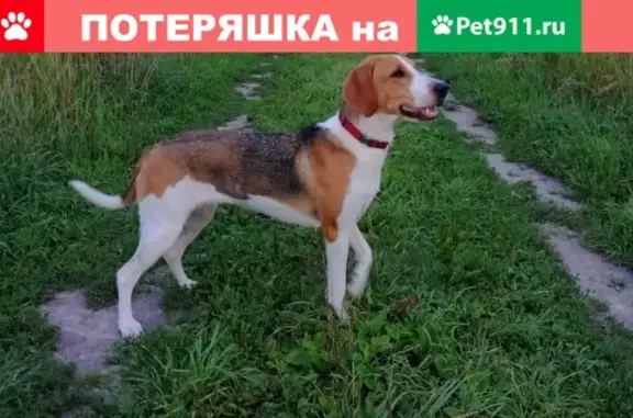 Пропала собака Батиста на Чертановской улице