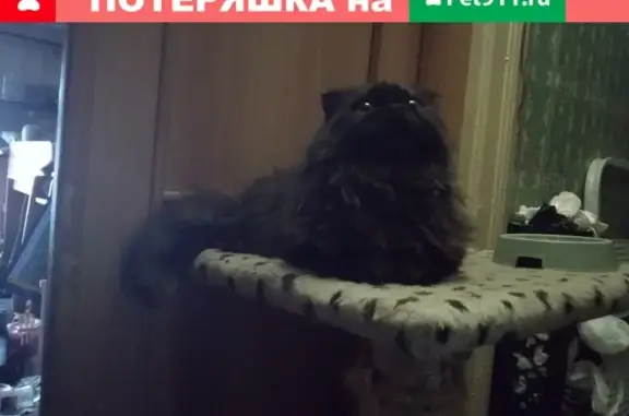 Найдена кошка перс на 7-й Кожуховской, Москва