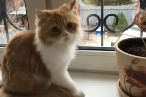 Потерянные животные Москва, фото: Пропала кошка в Москве, верните