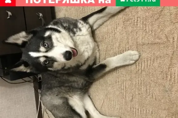 Найдена ласковая собака в Матвеевке