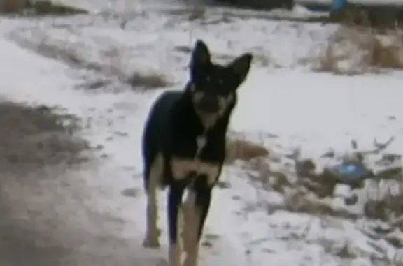 Пропала собака Миша в Новосибирске, Кировский район.