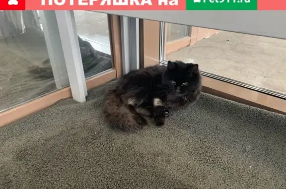 Пропала кошка: черная, выбритые лапы. Найдена у WorldClass Lite на Севастопольском