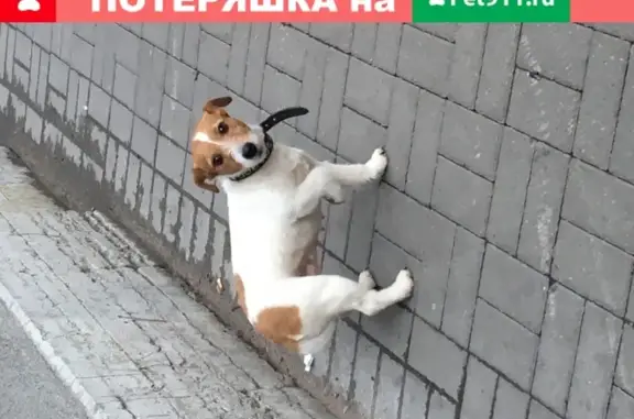 Найдена собака в центре СПб, звонить по номеру на фото