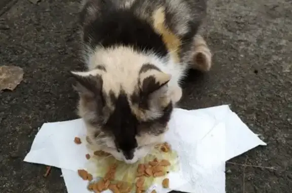 Найдена кошка в СПб на ул. Демьяна Бедного