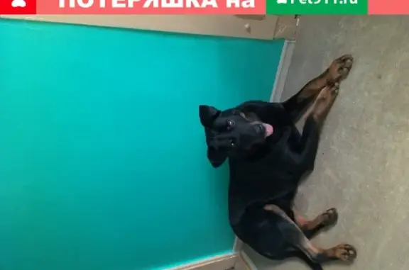 Пропала собака в Подольске, Кобель 7 лет, черный с желтыми лапами.