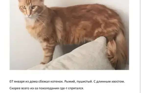 Пропала кошка Тайсон в Севастополе на улице Челнокова