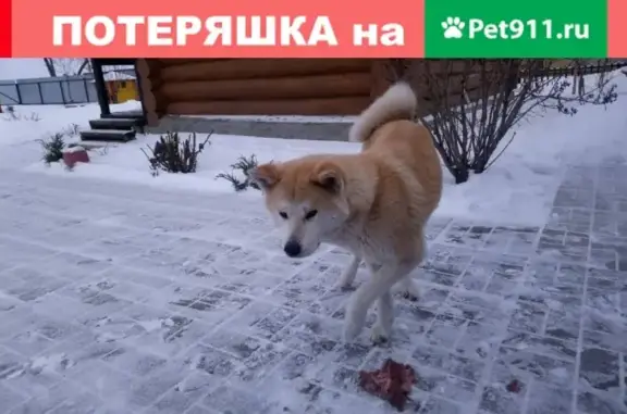 Найдена собака Акита возрастом 2 года в поселке Владимировна, Самара
