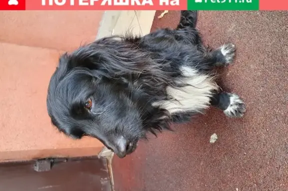 Найдена собака на ул. Тихорецкая 16а, ищем хозяина!