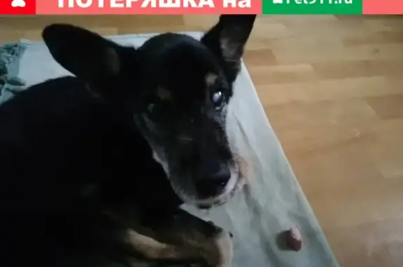 Найдена собака с катарактой глаз в Кемерово