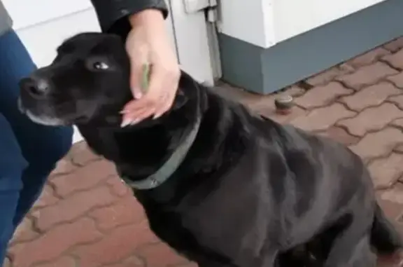 Потерянные животные Белгород, фото: Пропала собака Джулик, Черный лабрадор, адрес Белгород