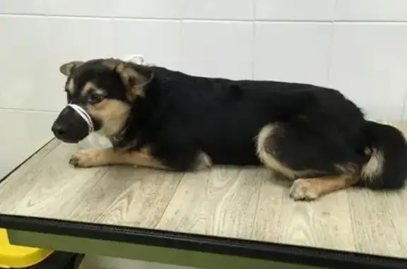 Найдена собака на остановке в Хабаровске, контакты в объявлении