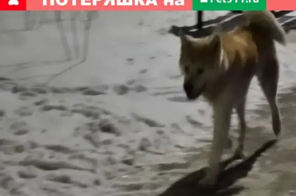 Найдена собака породы акита ину в парке Светлоярский, Нижний Новгород