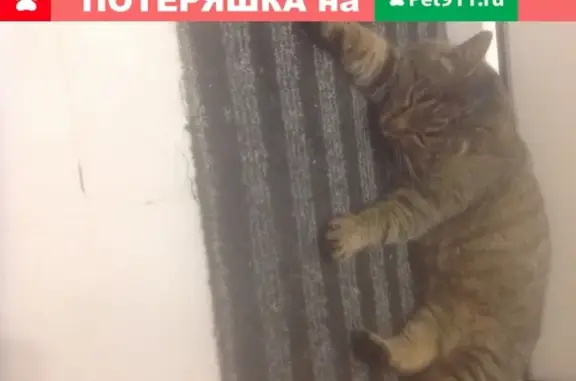 Найдена молодая кошка в д. Митькино