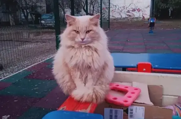 Найдена кошка на детской площадке в Симферополе