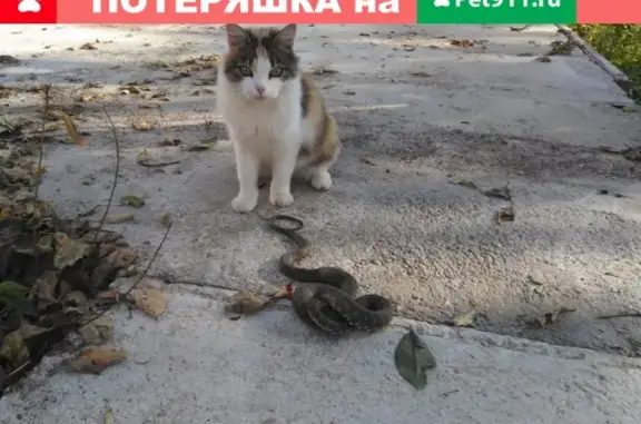 Пропала кошка Пушистик в Майкопе, вознаграждение + отдых в Сочи