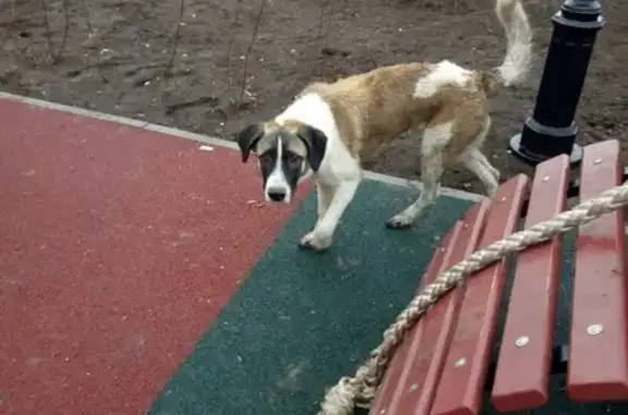 Пропала собака Бигсби в Николаевке, Ростовская область