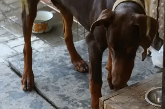 Пропала собака Доберман в Краснодаре