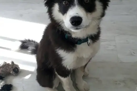 Пропала черно-белая собака в Якутске