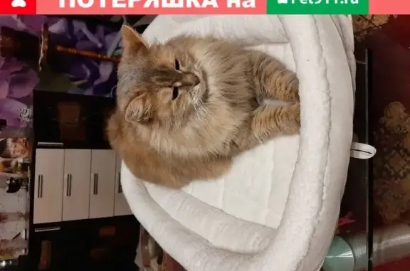 Найдена кошка в Подольске: мейн-кун метис, стерилизованная и ищет новый дом