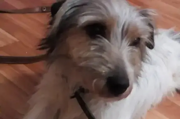 Найдена собака в Шарапово, возможно метис терьера, нуждается в помощи. Чехов.