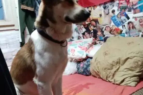 Собаки потеряшки, Измалково, фото: Потеряшка собака в Измалково, возраст 1,4, помесь дворняги с лайкой