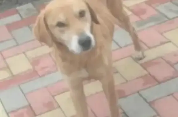 Пропала собака в районе Аксеновки, Русский гончий, 4,5 лет, возможно украден. Старый Оскол.