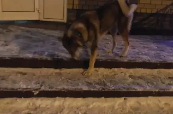 Найдена собака на ул. К.Маркса, Тамбов