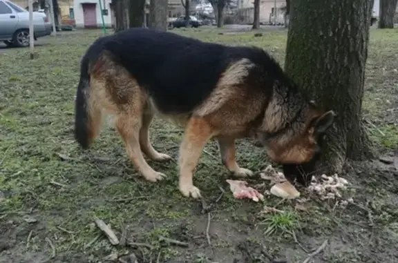 Найдена собака на улице Лизы Чайкиной, микрорайон Хлопчато-бумажный