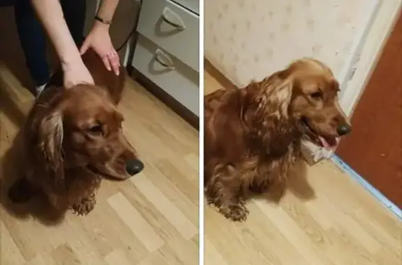 Собака найдена возле метро Владыкино