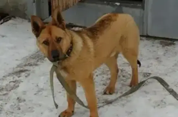 Найден щенок на ул. Южно-Зеленая в Заводском районе, Саратов