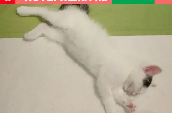 Кошки потеряшки, Санкт-Петербург, фото: Потеряшка белая кошка на Тихорецком пр. (СПб)