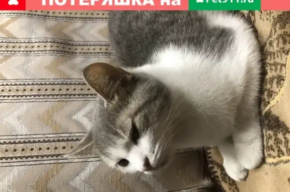 Найдена домашняя кошка на ул. Архитектора Щусева, д.3 (мцк ЗИЛ)