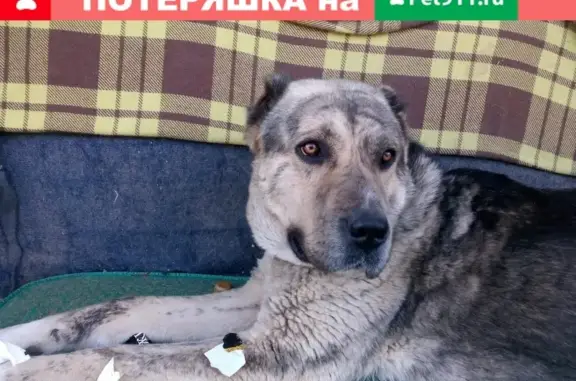Пропала собака на ул. Крупской, Старолеушковская