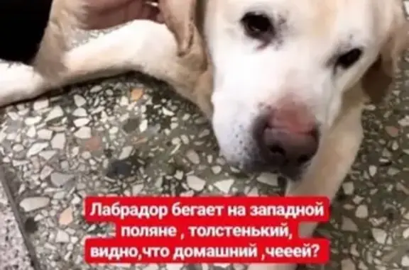 Собака Лабрадор найдена в Пензе