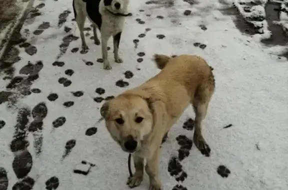 Пропала собака Джек в Ивашево, Ногинск