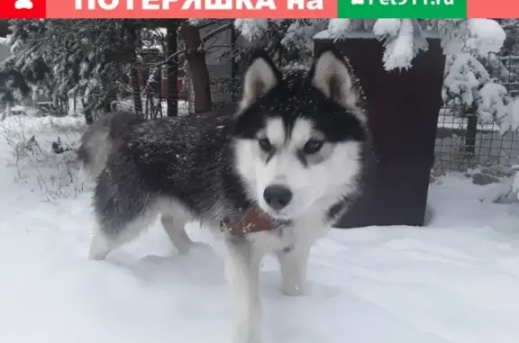 Найдена собака в Кубинке, Московская обл.