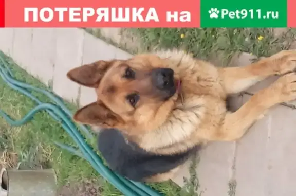 Пропала собака с бордовым ошейником в Новгородской области